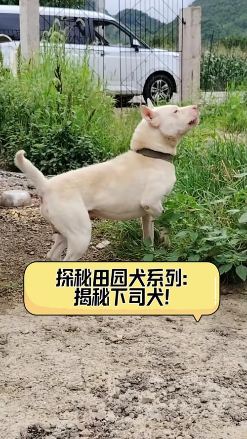 四不像正版資料2025和中國(guó)下司犬外網(wǎng)爆火與中國(guó)下司犬介紹