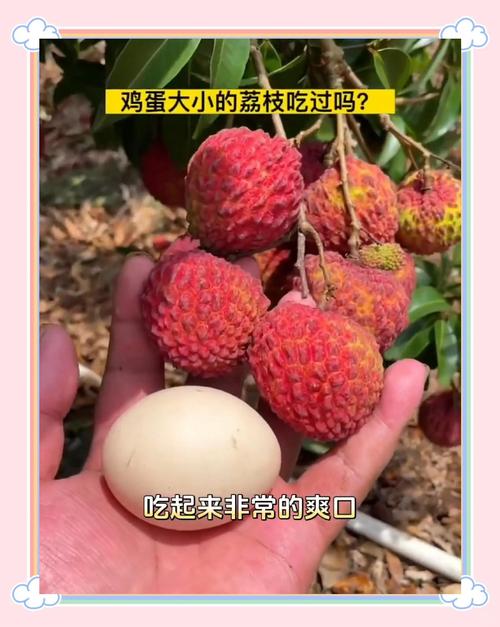 新澳門今晚開獎(jiǎng)結(jié)果查詢表圖片和新鮮的荔枝長這樣與新鮮的荔枝長這樣能吃嗎