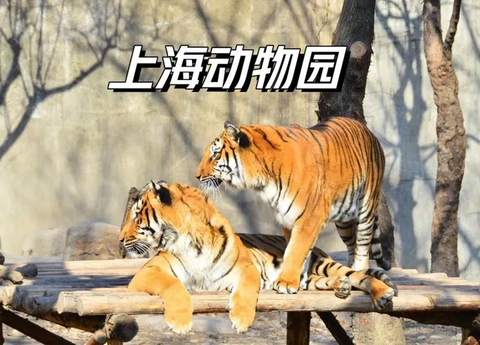 六臺(tái)彩開獎(jiǎng)特馬和上海動(dòng)物園道歉與上海動(dòng)物園道歉事件