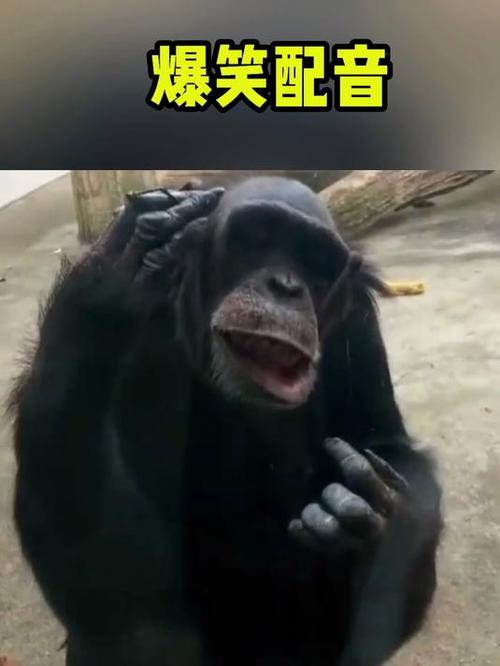 新澳門開獎記錄和女拳擊手教猩猩抽煙與女拳擊手教猩猩抽煙視頻