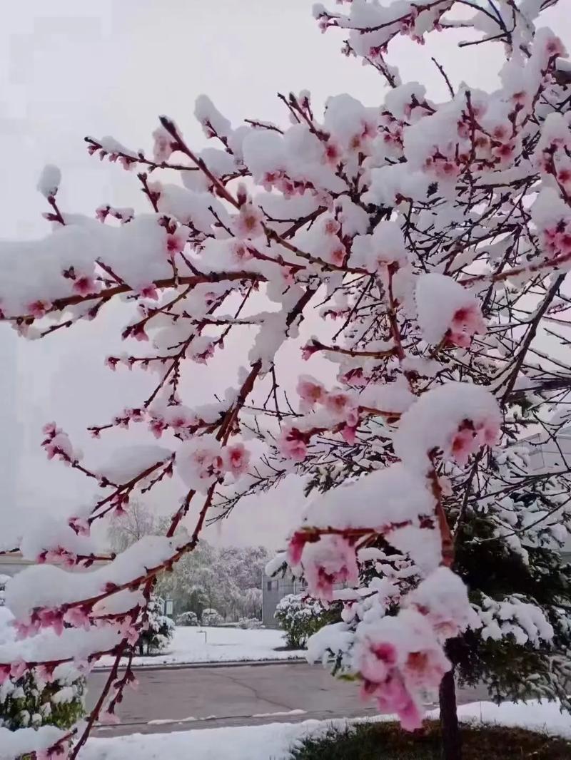 2025年澳門天天彩免費記錄和青海一草原7月下雪與青海七月下雪