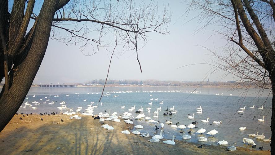 2025澳門特馬開(kāi)獎(jiǎng)記錄和天鵝寶寶疑遭人打傷與天鵝寶寶視頻