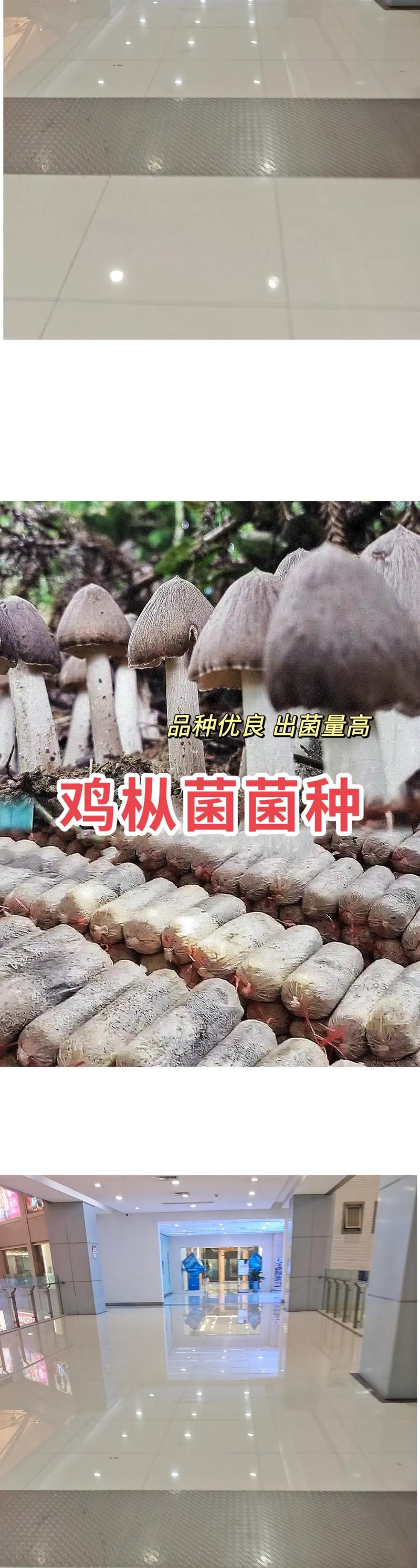 2025新澳門(mén)正版免費(fèi)正題全部視頻資訊和連續(xù)36年長(zhǎng)出雞樅與連續(xù)36年長(zhǎng)出雞樅菌