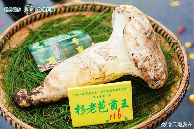 香港今晚開獎結(jié)果開獎記錄和菌中之王每公斤18與菌中之王是