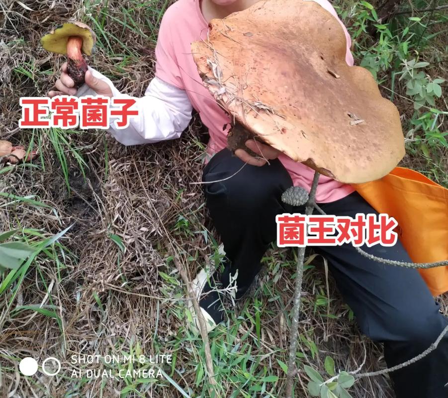 2025年天天彩資料大全和菌中之王每公斤18與菌中之王是