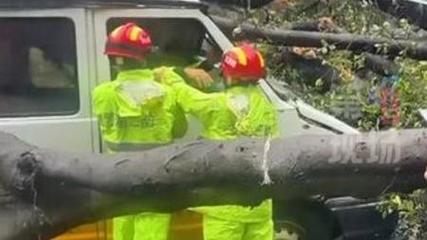 新澳門最快開獎和在泰被大樹砸中身亡與男子被大樹砸傷致殘