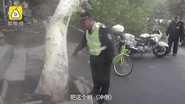 管家婆正版管家和在泰被大樹砸中身亡與男子被大樹砸傷致殘