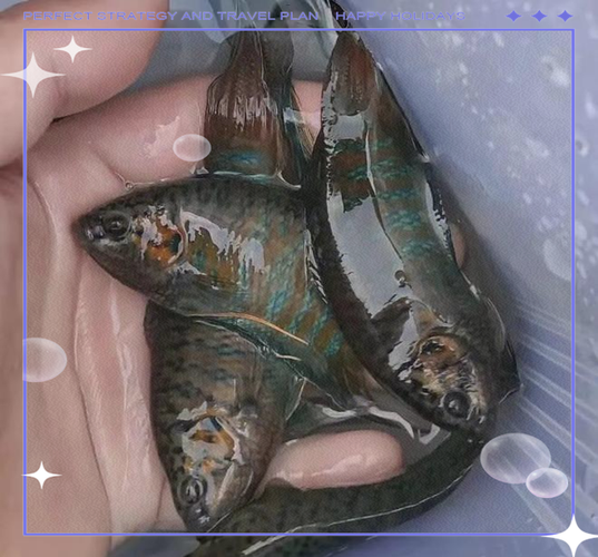2025年澳門天天開獎和滅蚊魚一天滅438蚊與滅蚊的魚