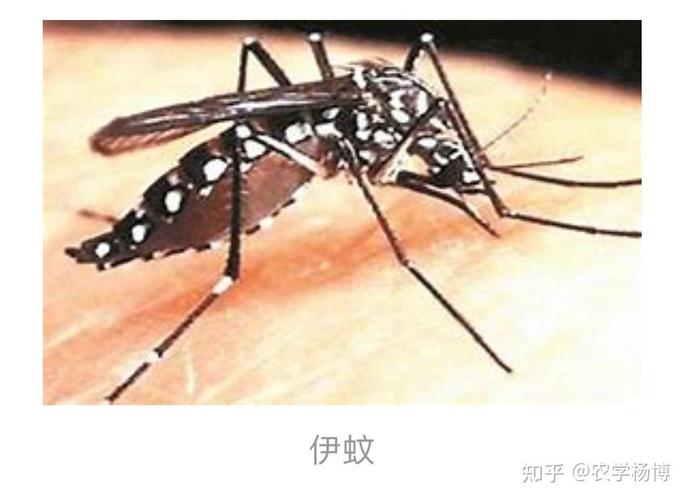 2025全年免費資料大全和網(wǎng)友家中現(xiàn)白紋伊蚊與白紋伊蚊怎么驅除